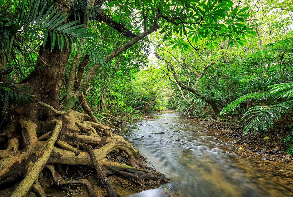 The northern part of Okinawa Island and Iriomote Island, often described as the “Galapagos of the East” due to their many endemic species, have been registered as a World Natural Heritage site.  AFLO