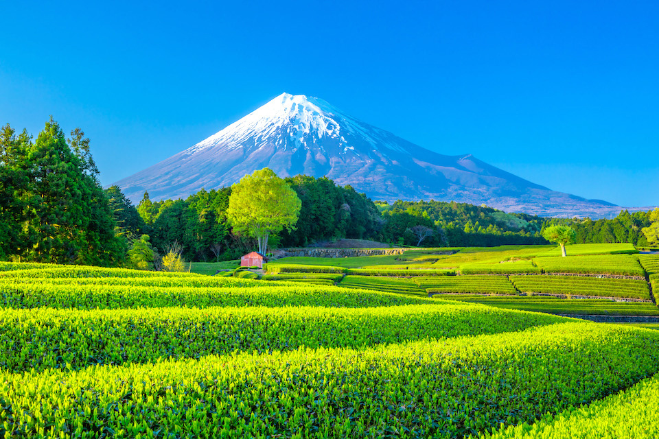 Tea field in Shizuoka with Mt. Fuji. KAZUO OGAWA/AFLO