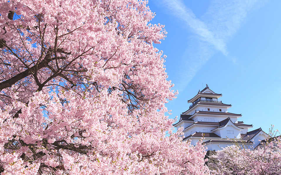 Sakura Celebrate the Rejuvenated Tohoku