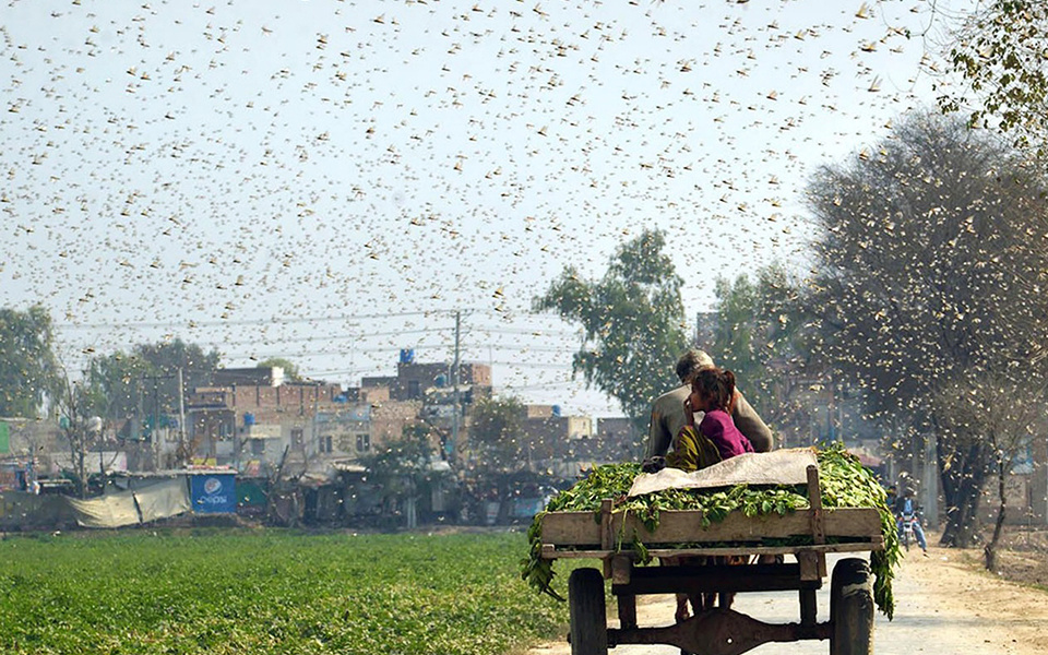 Recovering Farmland Devoured by Locusts in Pakistan