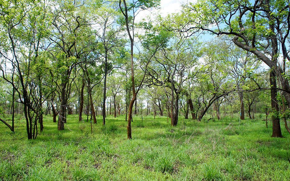 Harmony Between Forests and Communities Echoes in Tanzania
