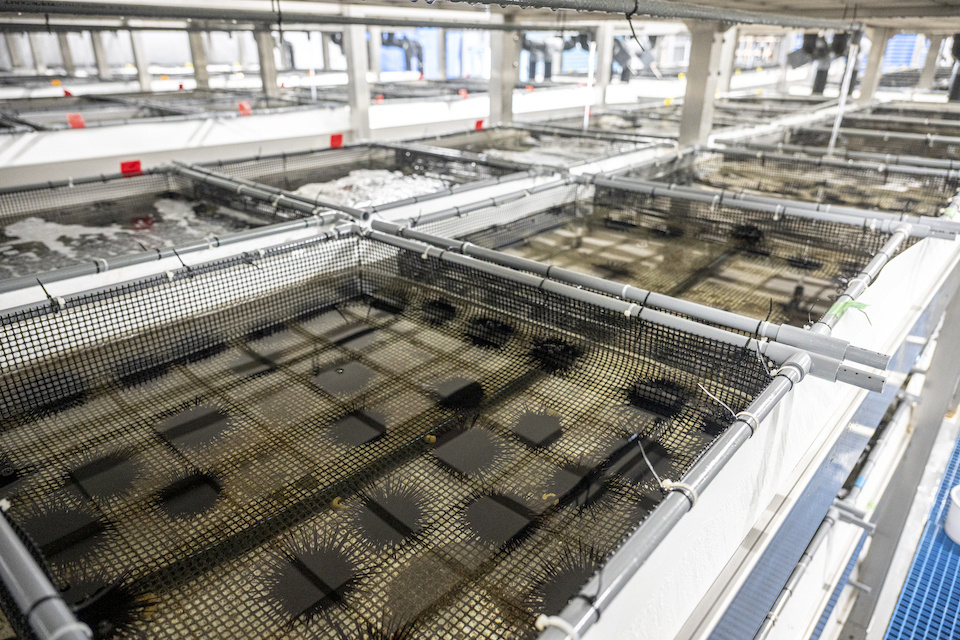 A row of square tanks housing numerous sea urchins.