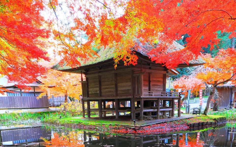 Sensing Japanese Autumn amid the Colored Leaves