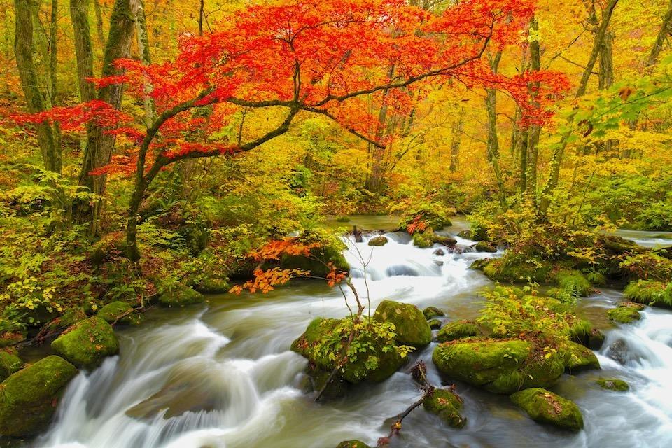 Oirase Gorge in autumn, vibrant red maple tree overhanging swift stream with mossy rocks, surrounded by golden foliage