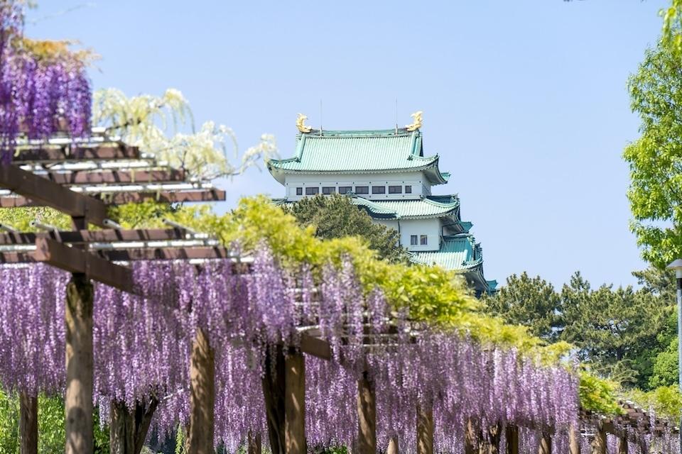 The castle keep can be seen beyond the wisteria trellis in full bloom.