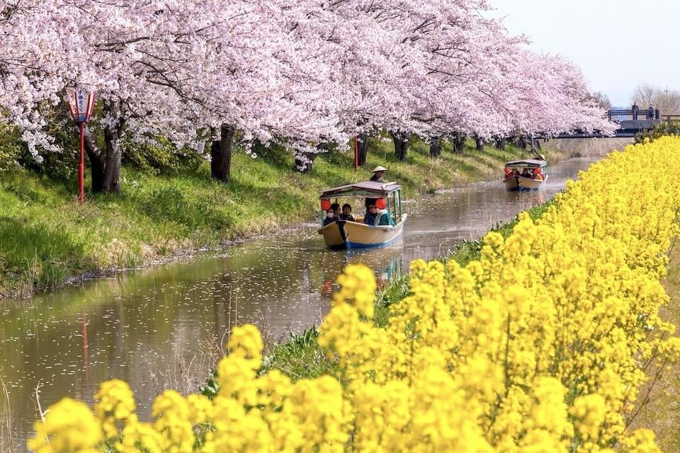 A boat floats on calm water, with yellow flowers blooming in the foreground, creating a serene natural scene.