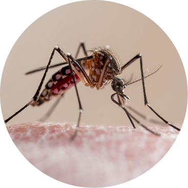 A close-up of a mosquito, Aedes aegypti, perched on a human skin.