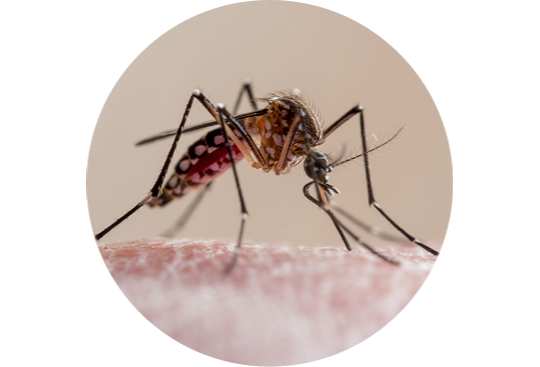 A close-up of a mosquito, Aedes aegypti, perched on a human skin.