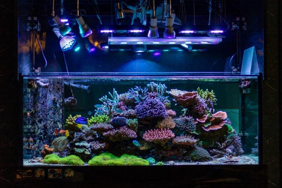 A vibrant aquarium illuminated by white and purple lights, featuring colorful corals and various small fish.