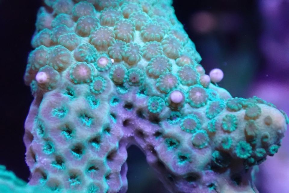 Close-up of Montipora DIgitata, or finger coral, with small round eggs on the surface. Innoqua Inc. has succeeded in facilitating coral spawning in 2022.