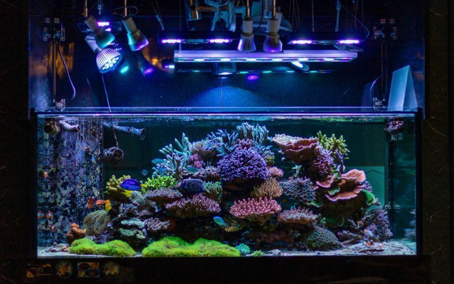 From Small Aquarium to World Ocean: IoT-Based Coral Reef Ecosystem Promotes New Conservation Standards