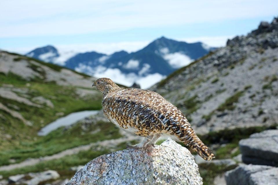 A shot of a rock ptarmigan against a backdrop of summer mountain scenery