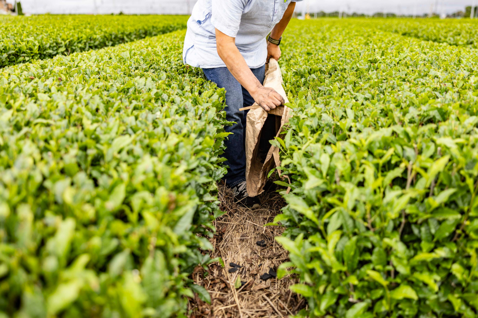 A man working in a tea field, grown in long rows of bright green