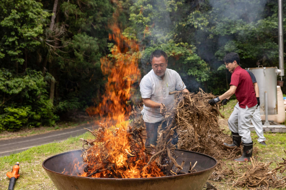 Two men making charcoal from felled tea bushes