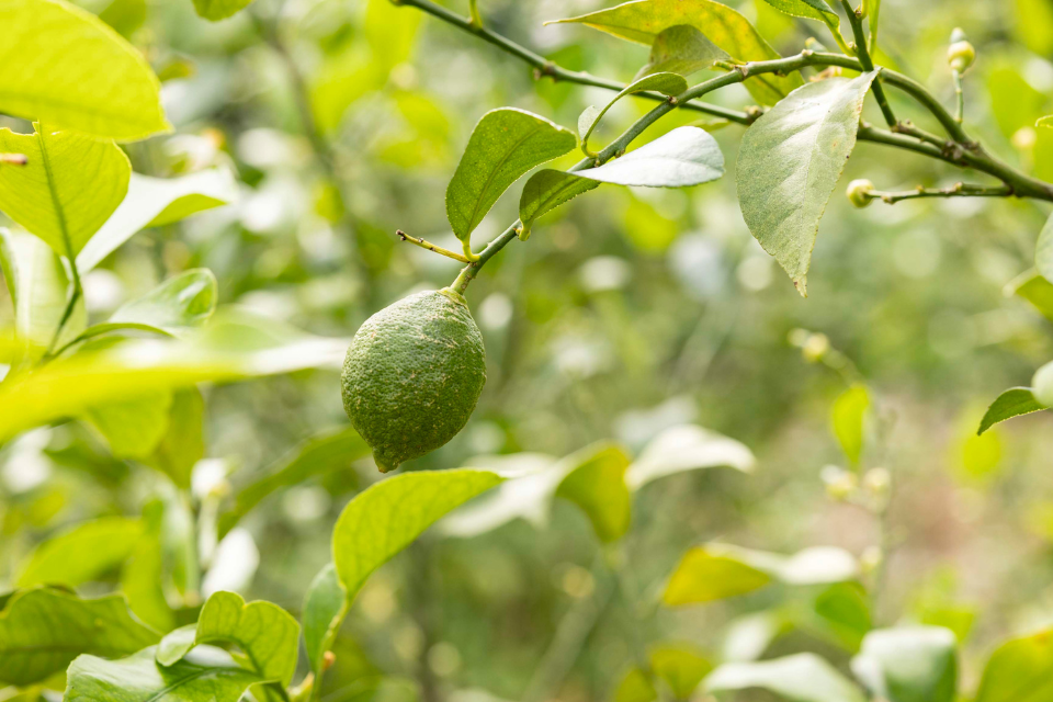 A green lemon against a backdrop of other lemon trees