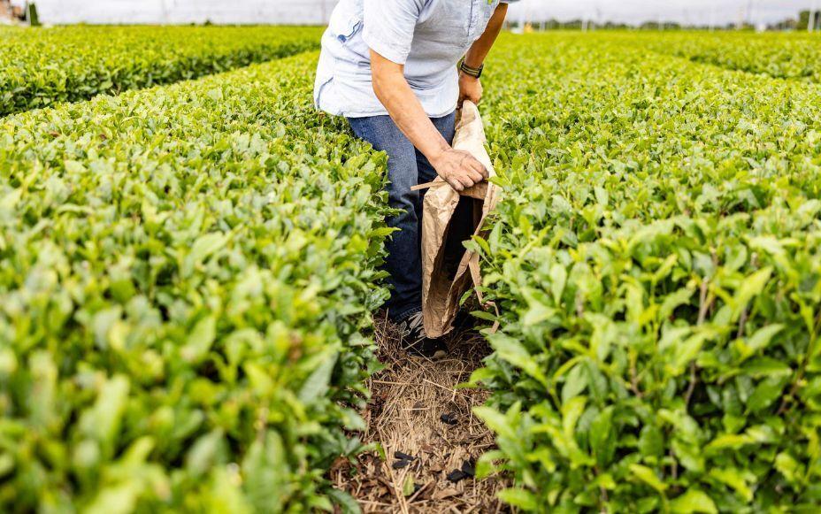 【test_okajima】Tea-Field Carbon Credits: A New Tool for Fighting Global Warming