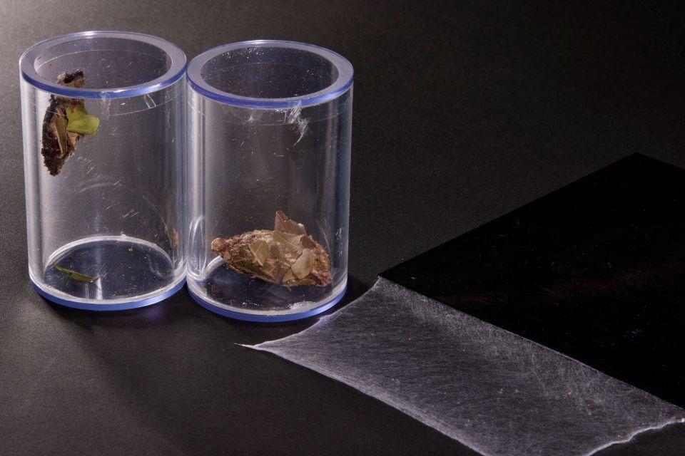 Bagworms in clear containers, along with a small sheet of material made from their silk