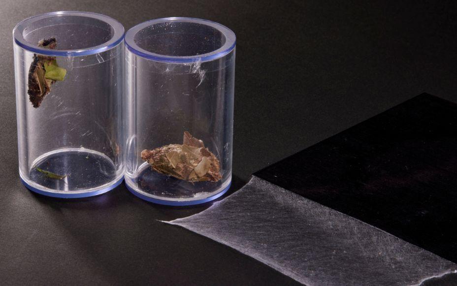 Bagworm Silk: Forging a Path to the Future of Fibers