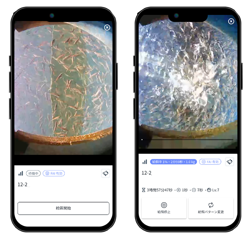 Two images from an app, showing red sea bream feeding